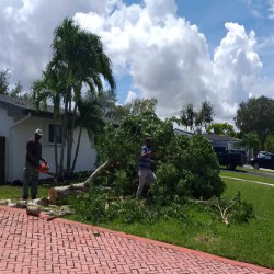 Nyce Lawn crew removing a tree with a chainsaw